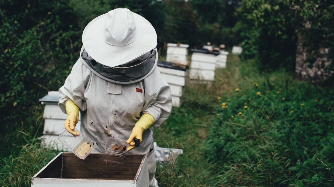 Zadbaj o bezpieczeństwo dzięki rękawicom pszczelarskim