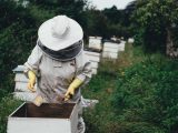 Zadbaj o bezpieczeństwo dzięki rękawicom pszczelarskim