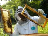 Jakie są rodzaje rękawic pszczelarskich?